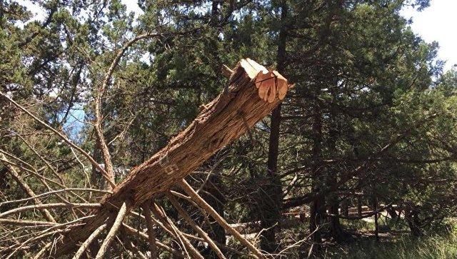 Стаття В Ялте вырубили более 30 краснокнижных деревьев под жилую застройку Ранкове місто. Донбас