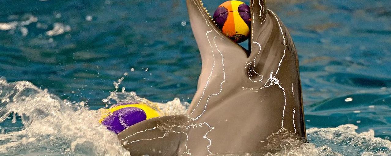Стаття СМИ: в одесском дельфинарии дельфиниха утопила своего малыша, - ФОТО Ранкове місто. Донбас