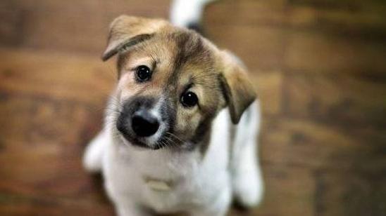 Стаття Первые щенки из зоны ЧАЭС нашли дома в США Ранкове місто. Донбас