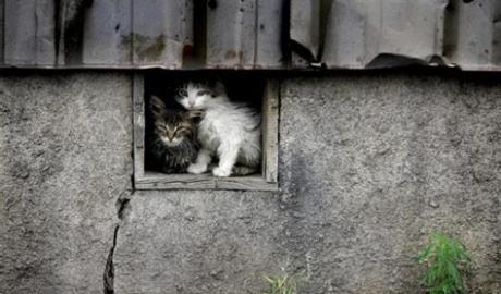 Стаття В Харькове живодеры разгромили приют, порубили кошек и котят! Ранкове місто. Донбас