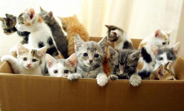 Стаття Всемирный день кошек: как относятся к домашним любимцам в разных странах мира Ранкове місто. Донбас