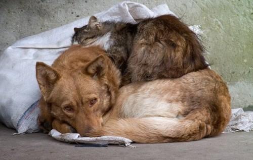Стаття Понад 2000 тварин можуть знову опинитися на вулиці! Ранкове місто. Донбас