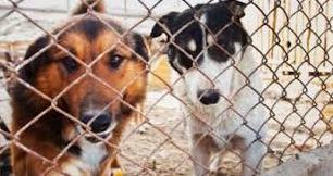 Стаття В Луганске приют для собак оказался на грани выживания Ранкове місто. Донбас