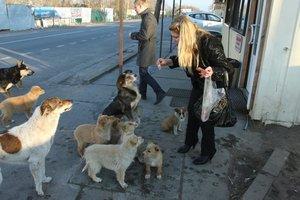 Стаття В Украине снова травят домашних собак: как уберечь животное от беды? Ранкове місто. Донбас