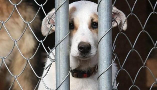 Стаття Зоозащитники призвали парламентариев принять законопроект о защите животных Ранкове місто. Донбас