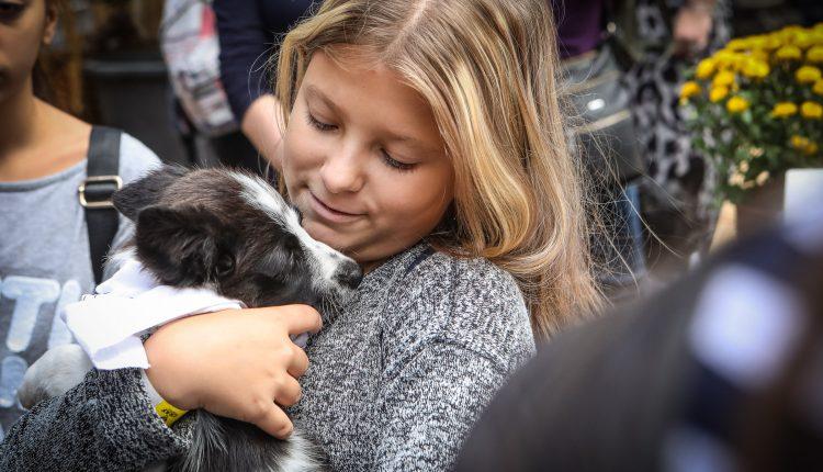 Стаття «Home Me»: в Одессе прошел фестиваль, где бездомные кошки и собаки обрели семью (фоторепортаж) Ранкове місто. Донбас