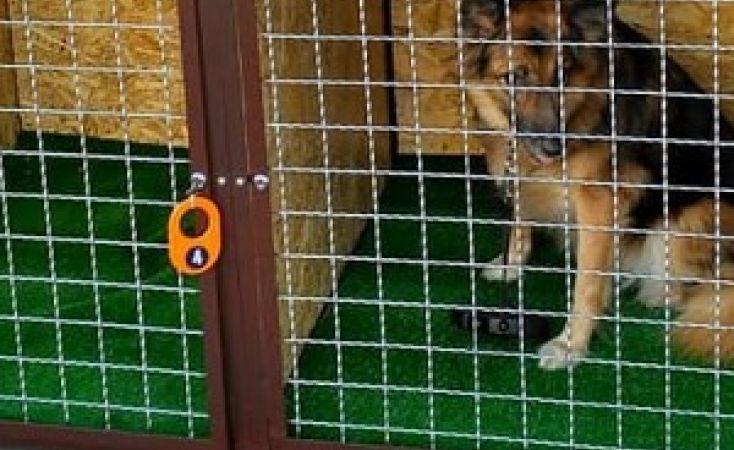Стаття Возле супермаркета в Оболонском районе установили «камеры хранения» для животных Ранкове місто. Донбас