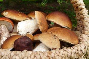 Стаття Грибная пора: какие грибы можно употреблять, а от каких лучше отказаться? Ранкове місто. Донбас