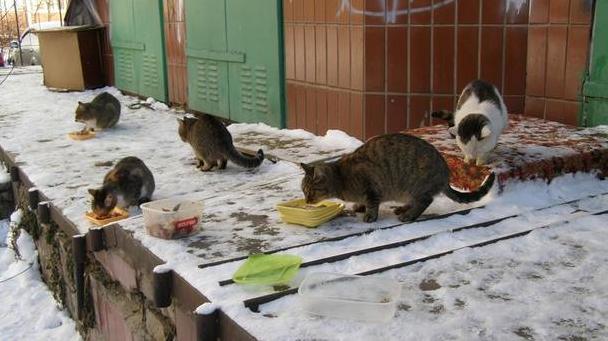 Стаття Почему коты не стали частью экосистемы Киева: животные гибнут из-за равнодушия граждан Ранкове місто. Донбас