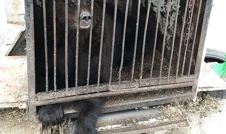Стаття Замученных животных из частного зоопарка на Донетчине планируют вывезти до конца месяца Ранкове місто. Донбас