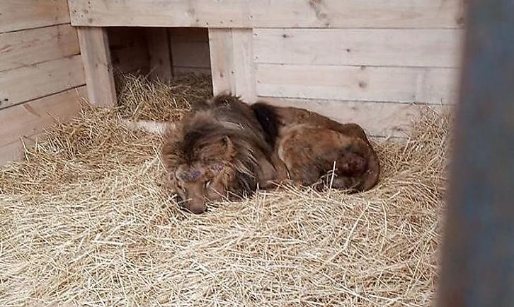 Стаття Из «зоопарка смерти» в Покровске забрали еще одного истощенного льва Ранкове місто. Донбас