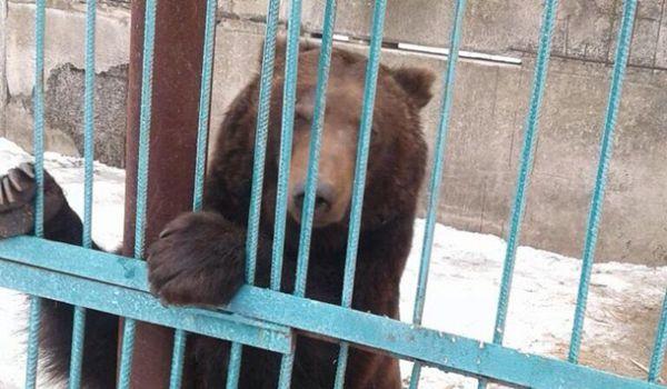 Стаття Из частного зоопарка на Донбассе забрали пять медведей Ранкове місто. Донбас