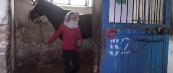Статья В «ДНР» более ста лошадей на грани смерти: голодают, болеют, спят на гнилых отходах Утренний город. Донецк
