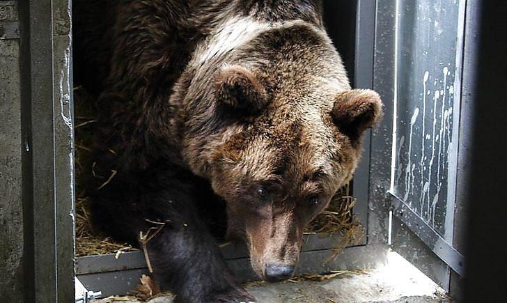 Стаття Спасенных из «зоопарка смерти» на Донетчине медведей внесут в электронную базу диких животных Ранкове місто. Донбас