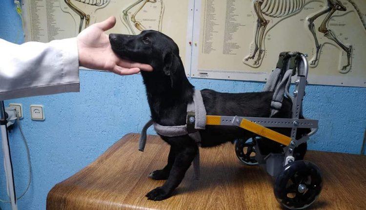 Стаття Одесситы спасли собаку после ДТП: такса Жужа на инвалидной коляске ищет семью! Ранкове місто. Донбас