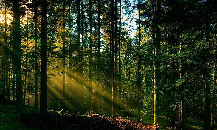 Стаття На Донбасі створять національний природний парк «Кремінські ліси» Ранкове місто. Донбас