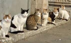 Стаття В Запорожье бездомных котов признали частью экосистемы Ранкове місто. Донбас
