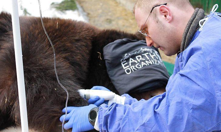 Стаття Волонтери про стан ведмедиці, врятованої з покровського «зоопарку смерті» Ранкове місто. Донбас