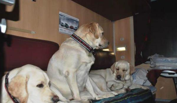 Стаття «Укрзализныця» разъяснила правила перевозки собак в поездах Ранкове місто. Донбас