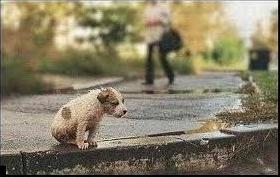 Стаття Одесситы готовы помогать в поиске семьи для бездомных животных в других городах Ранкове місто. Донбас
