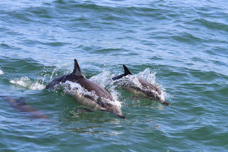 Стаття В Черном море считают дельфинов: от Одесской затоки до дельты Дуная — 52 группы Ранкове місто. Донбас