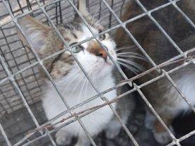 Стаття Волонтеры призывают спасти жизни котов из 51-й колонии! Ранкове місто. Донбас