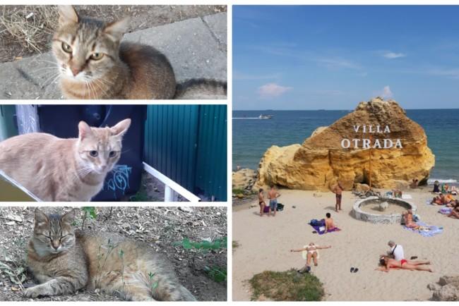 Стаття Как отдыхают на море одесские коты Ранкове місто. Донбас
