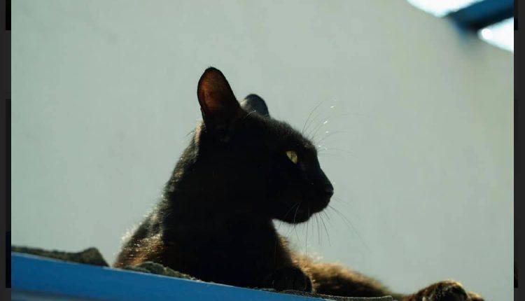Стаття Коты из колонии могут стать бездомными, если для животных не найдут дом - волонтеры (фото) Ранкове місто. Донбас