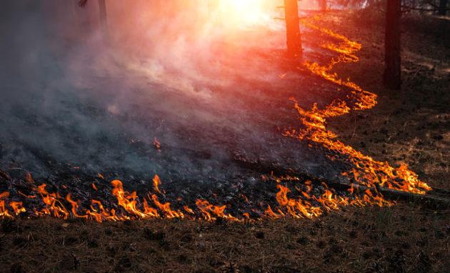 Стаття Катастрофические пожары в Сибири останавливают добычу нефти Ранкове місто. Донбас