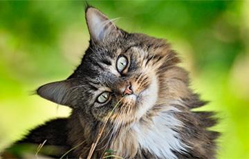 Стаття А почему кошки едят траву? Ранкове місто. Донбас