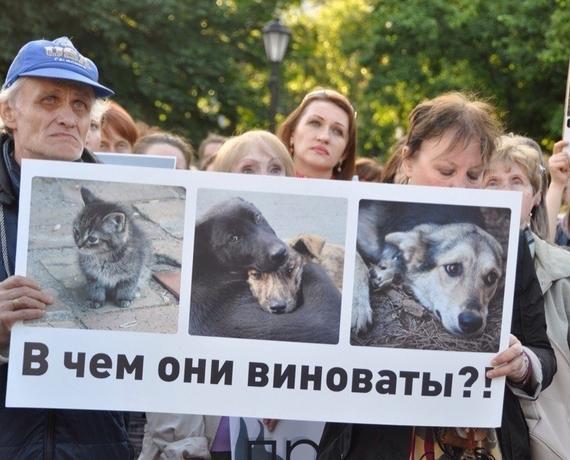 Стаття Создание зоополиции и центров реабилитации: в Одессе пройдёт марш за права животных Ранкове місто. Донбас