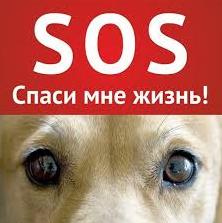 Стаття В Одессе появился собственный «Хатико»: трогательная история одинокой собаки, - ФОТО Ранкове місто. Донбас