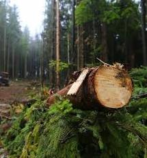 Стаття Запрацював сервіс, в якому можна дізнатися про незаконну вирубку лісів Ранкове місто. Донбас