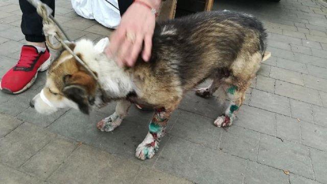 Стаття МВС нагородить спецпризначенця, який врятував собаку від чиновника-шкуродера на Хмельничинні Ранкове місто. Донбас