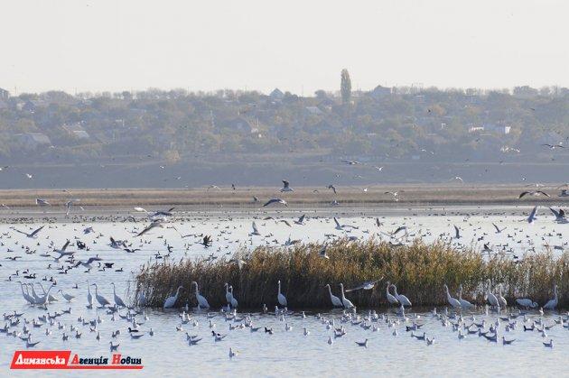 Стаття Тилігульський лиман - найдавніша «траса» міграції птахів (фото) Ранкове місто. Донбас