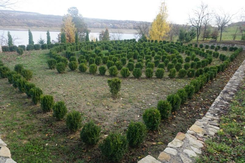 Стаття На Буковині відкрився перший сімейний дендропарк рідкісних та екзотичних дерев Ранкове місто. Донбас