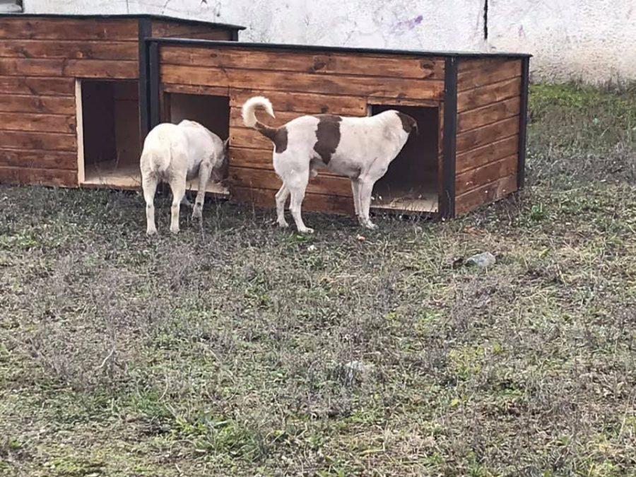 Стаття У Кривому Розі волонтери встановили будки для безпритульних собак Ранкове місто. Донбас