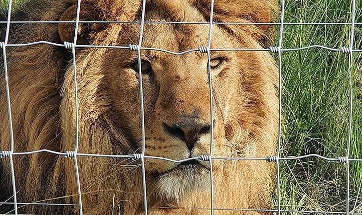 Стаття Врятованого із покровського «зоопарку смерті» льва перевезли до центру в Південній Африці. Фото Ранкове місто. Донбас
