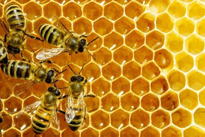 Стаття Українська компанія виконала перші поставки меду в Саудівську Аравію Ранкове місто. Донбас