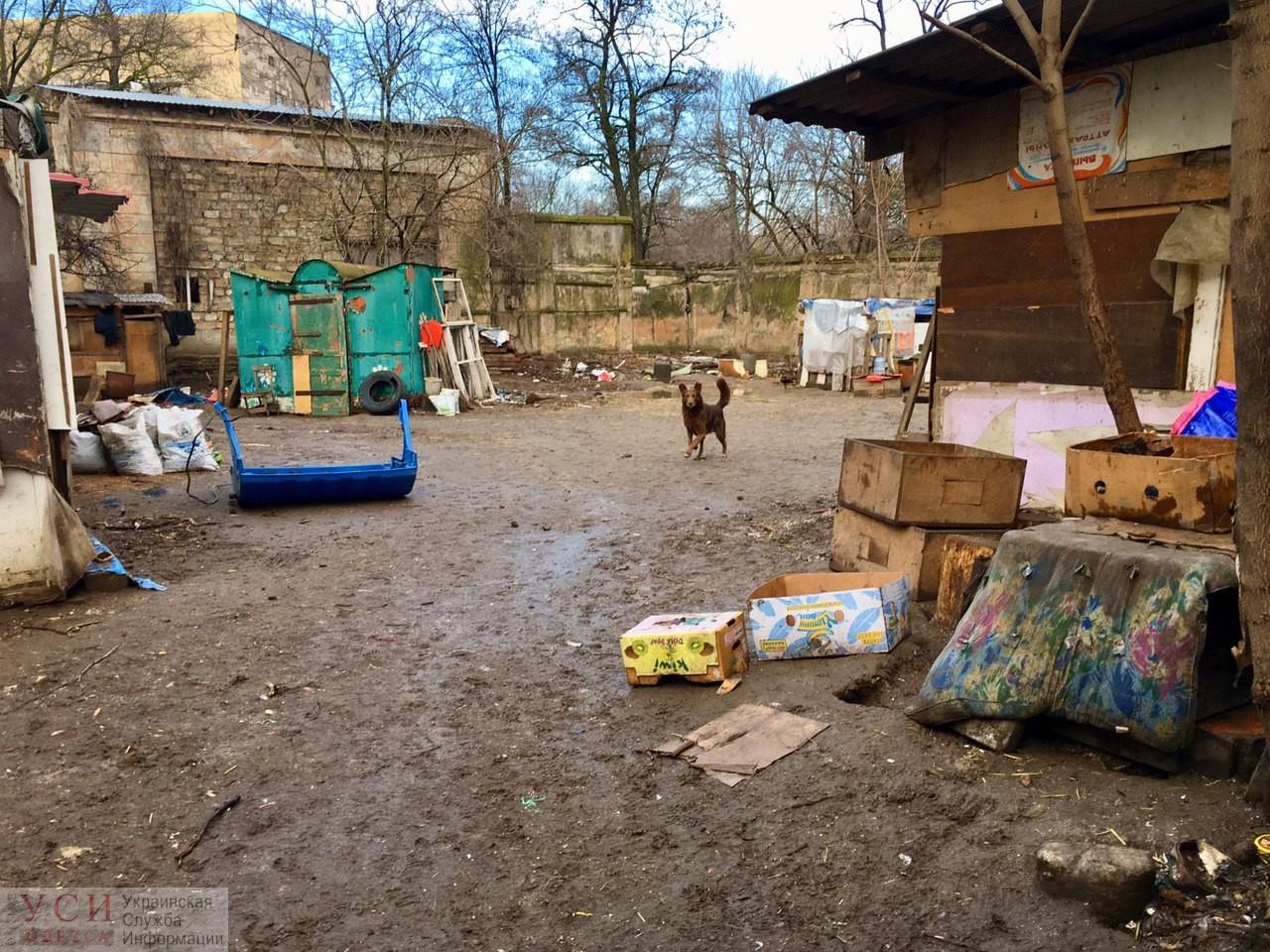 Стаття «Хожу по трамваям, прошу собакам на еду...": реалии приюта в парке Савицкого (фото) Ранкове місто. Донбас