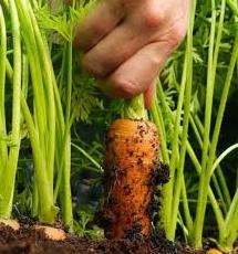 Стаття На Одещині виготовляють агропелети з моркви і петрушки Ранкове місто. Донбас