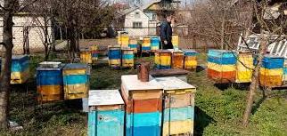 Стаття Бджоляр-атовець на Донбасі розвиває пасіку і мріє відкрити пекарню Ранкове місто. Донбас