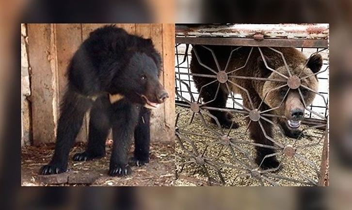 Стаття Волонтери збирають кошти для перевезення на реабілітацію ведмедів із покровського «зоопарку смерті» Ранкове місто. Донбас