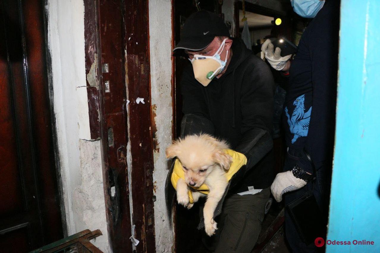 Стаття В полицию обратились соседи женщины: одесситка держала дома 16 собак. ФОТО Ранкове місто. Донбас