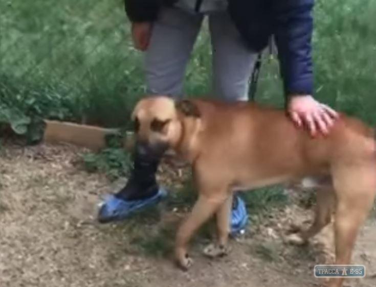 Стаття Зоозащитники взяли под опеку раненого полицейским пса Ранкове місто. Донбас