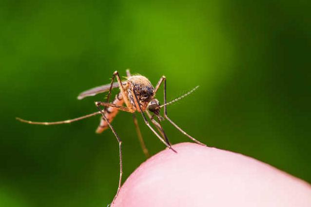 Стаття В Минздраве объяснили украинцам, переносят ли коронавирус мухи и комары Ранкове місто. Донбас