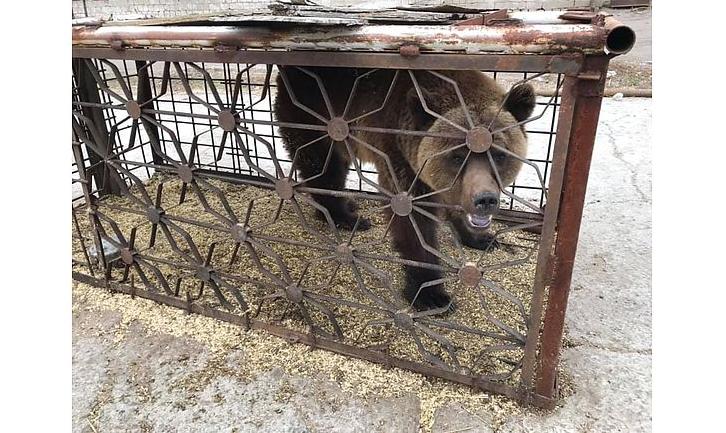 Стаття Врятованих із покровського «зоопарку смерті» звірів хочуть виставити на аукціон Ранкове місто. Донбас