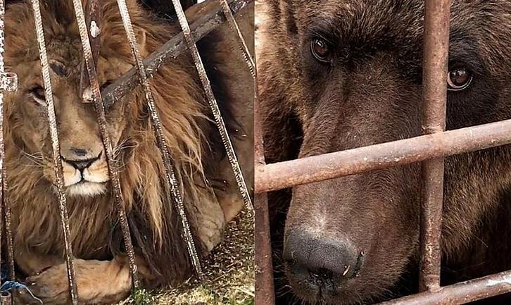 Стаття Волонтери закликають Шмигаля не допустити продажу звірів із покровського «зоопарку смерті» Ранкове місто. Донбас