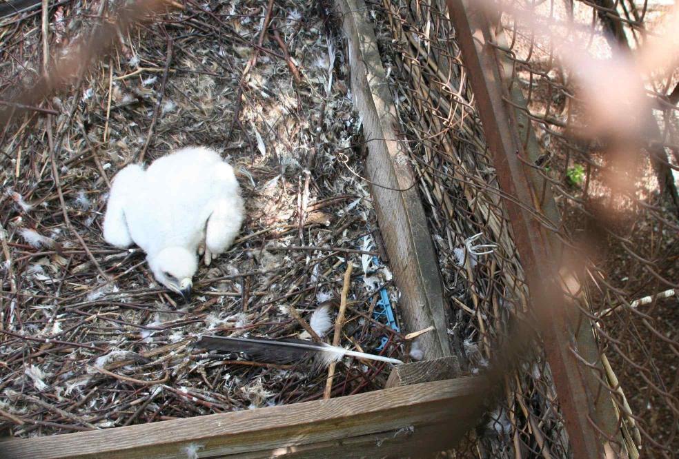 Стаття Впервые в Украине: в одесском зоопарке вылупился птенец орла-могильника Ранкове місто. Донбас