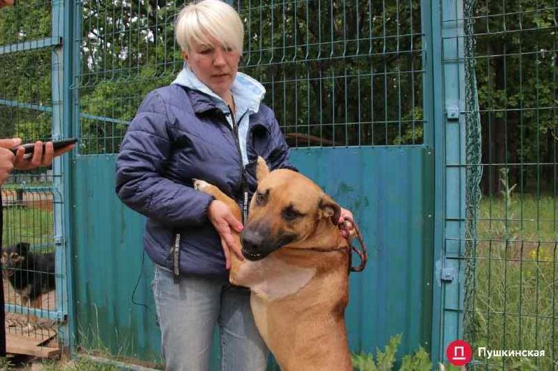 Стаття «Собака-обнимака»: что сейчас происходит с собакой, в которую стреляли одесские патрульные. Фото Ранкове місто. Донбас